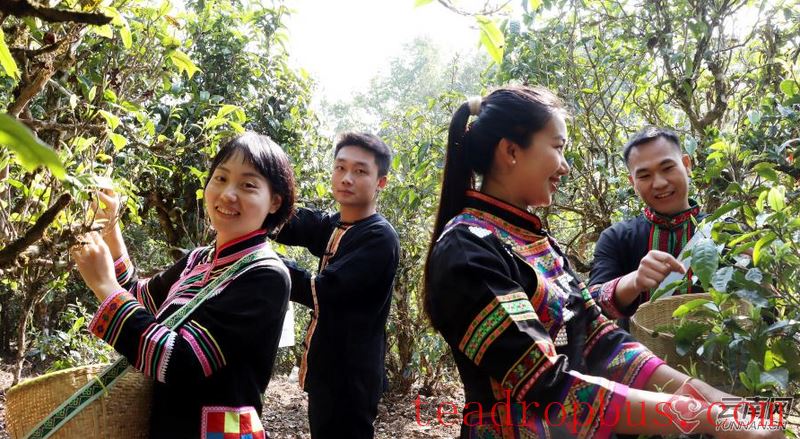 Military Sai Ethnic Township in Zhenkang, Yunnan: Tea Gardens Burst with New Green as Tea-Picking for Prosperity is in Full Swing-2