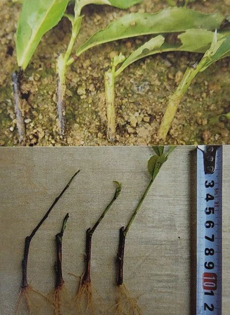 Nursery Management Techniques for Albinistic Tea Seedlings-1