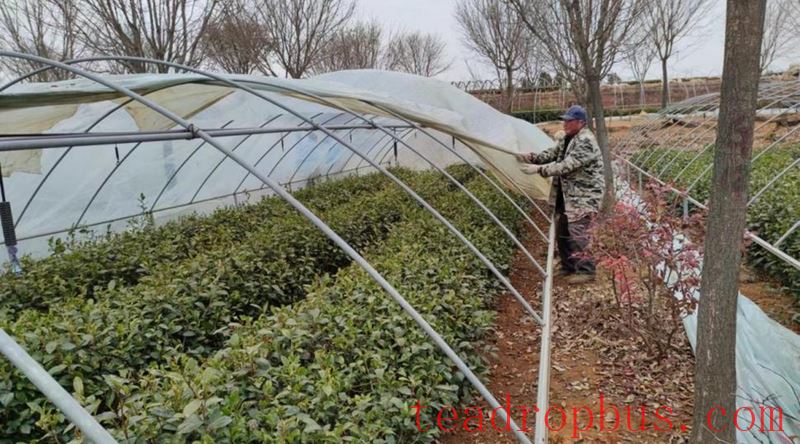 Guidance on Measures for Tea Trees in Rizhao City to Cope with Persistent Rain, Snow, and Freezing Weather-1