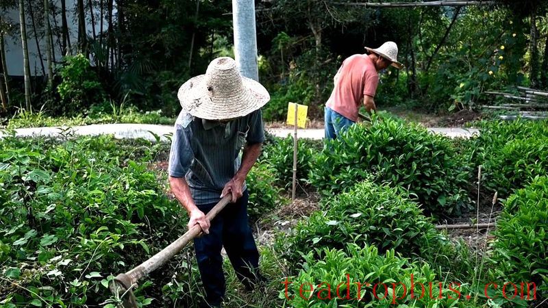 Battling the Heat and Sun: The Optimal Time for Autumn Tilling in Tea Gardens-1