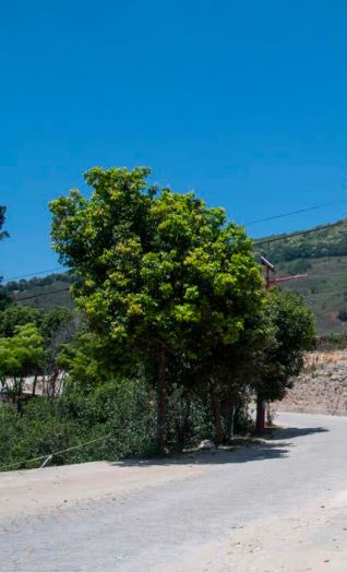 2008-2014: National Standards Established, Mountain Heads Emerge, Rediscovery of the Large-Leaf Variety (Part I)-1