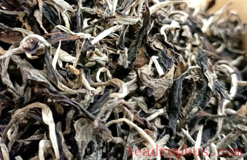 Tea Chronicles Malipo Series (Part 3): Malipo Tea - Bearing a Long and Flowing Tradition-7