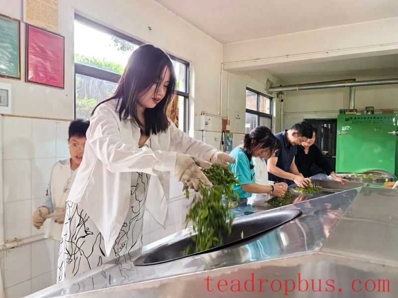 Puer Simao: A Single Leaf Thrives an Industry, Tea Fragrance Enriches the Mountains and Villages-2