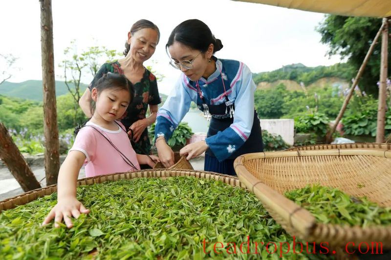 The People's Daily Applauds the Tea Industry in Southwestern Guizhou-3