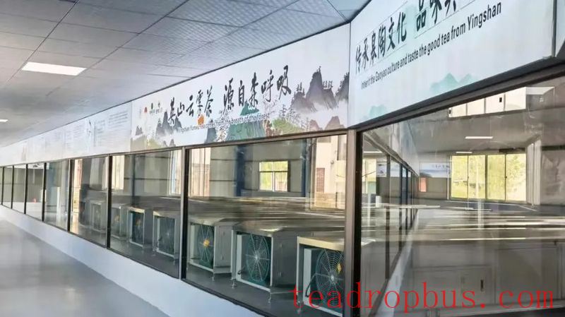 Guidance on the Spring Tea Production in Yingshan County-4