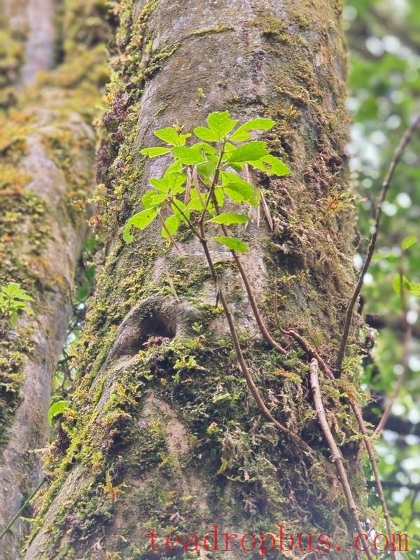 Exploring the Ancient Tea Mountains of Gengma, Unveiling the Secrets of Ancient Tea Trees-7