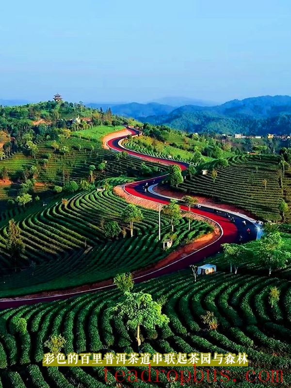 Tasting the Lingering Tea Aroma in Longlong Village, Yixiang Town, Simao District-8