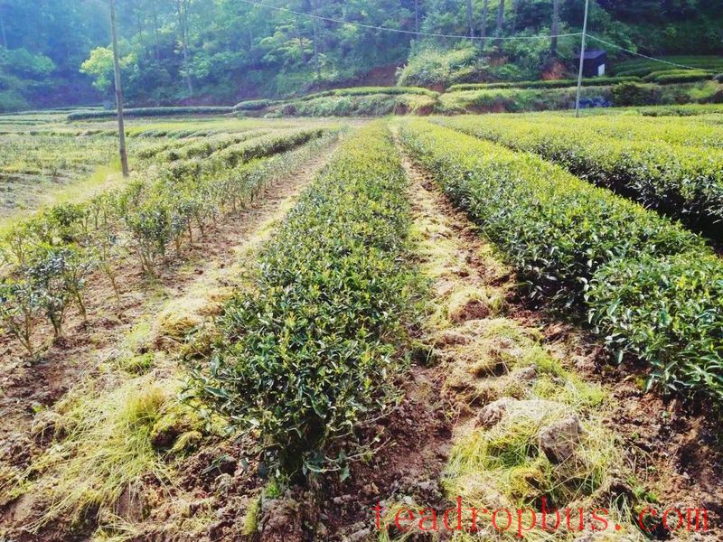 A Brief Discussion on the Wuyi Cultivation Method-3