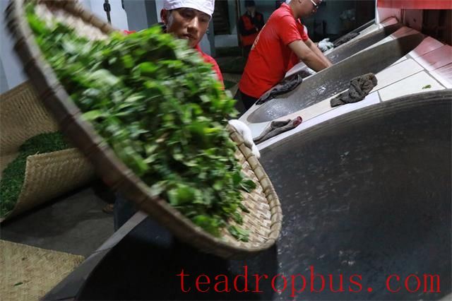 Caution Against Unorthodox Changes in Tea Processing: Low-Temperature Withering and Aroma Shaking-2
