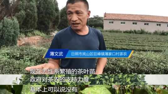 Why is it Difficult to Implement Tea Seedling Subsidies? Provincial Department of Agriculture and Rural Affairs: Integrating Various Policy Elements to Promote High-Quality Development of the Tea Industry-2