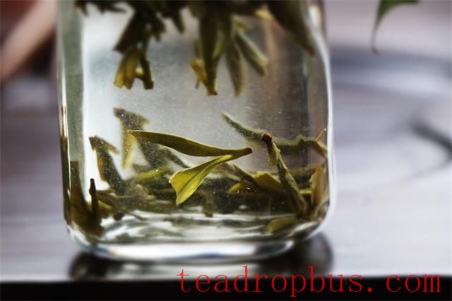 Correct Method of Drinking Green Tea-5