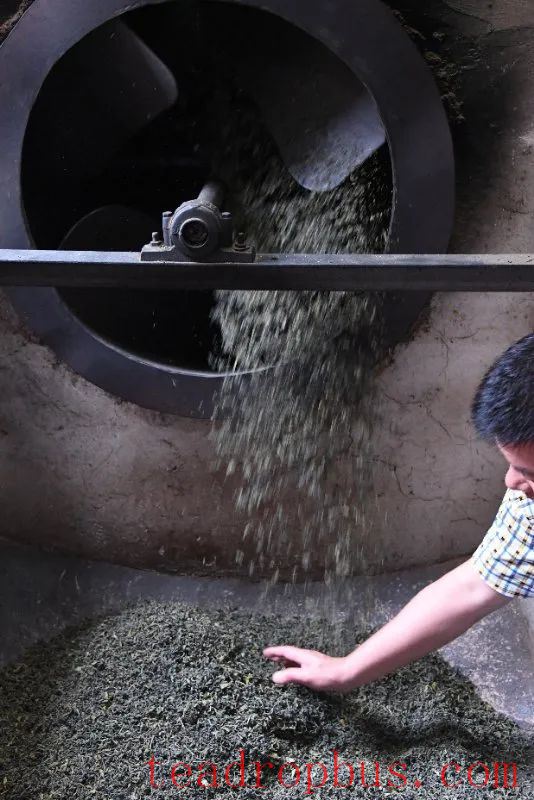 Green Tea Making Skills (Bai Shui Chi Fried Tea Making Skills)-2