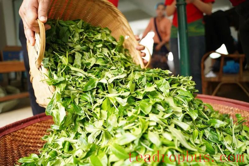 During the Spring Tea Season, the Jingmai Mountain is filled with the sweet fragrance of freshly processed tea.-2