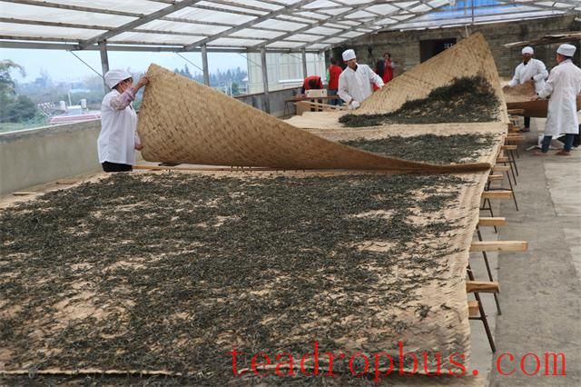 Sun-Drying: All Things Grow with the Sun, Pu'er Transforms with Sunlight-1