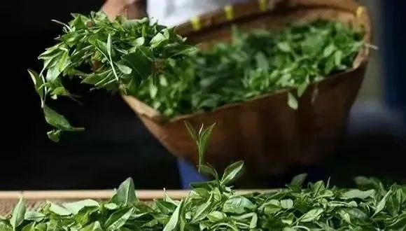 White Tea Processing: What Exactly is 