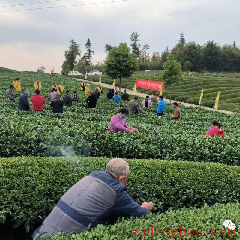 Winter Management Highlights: Tea Gardens Engaged in Autumn-Winter Management Training-19