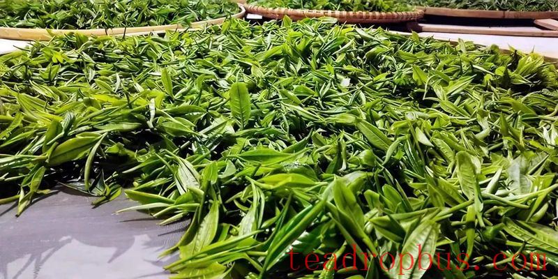 Tea Charm of Malipo Series (Part 1): Malipo Tea – Standing Proud Through Quality and Trust-4