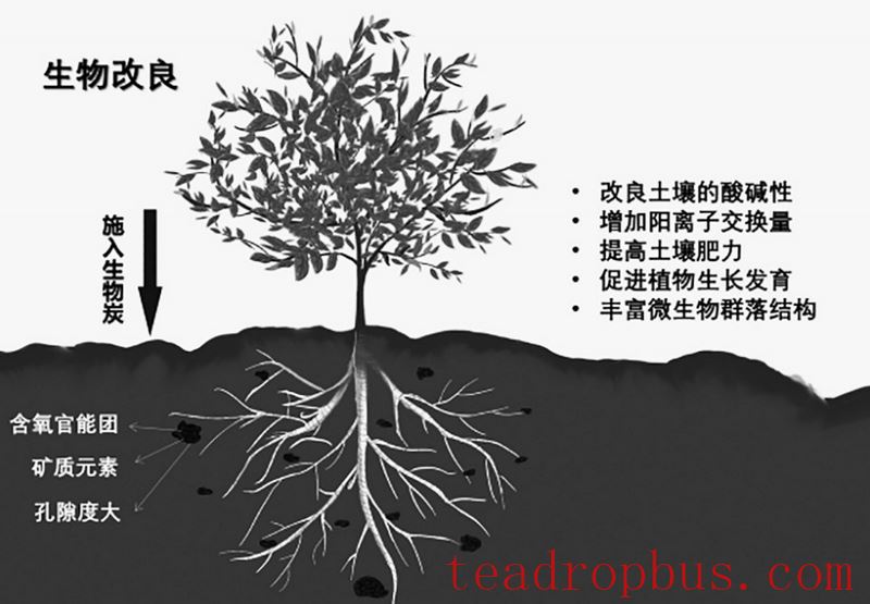 Teagarden Management: Remediation Measures for Soil Acidification in Teagardens-3
