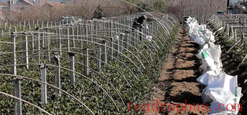 Rizhao City: Technical Guidance for Tea Gardens Dealing with Extreme Weather-2