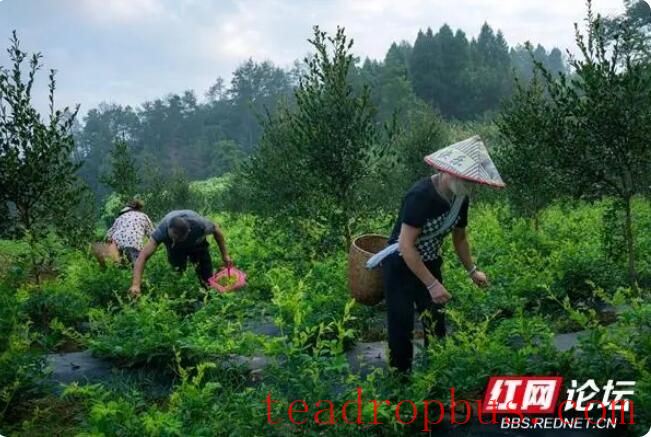 Observing the Making of Xiangxi Baicha: Do All Tea Frying Masters Have a Pair of 