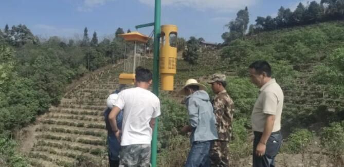 Zuodu Village, Xuelin Township: Conducting Tea Plant Pest Monitoring to Enhance the Quality and Efficiency of Ecological Tea Gardens-1