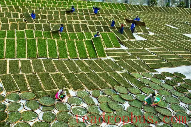 White Tea Processing: What Exactly is 
