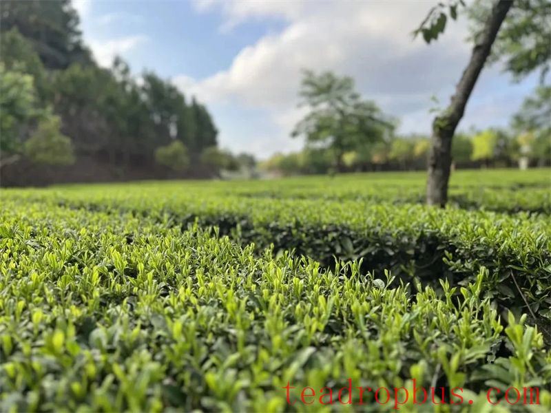 Zhongmin Wei's Tea Estate: A Picturesque and Poetic Landscape-8