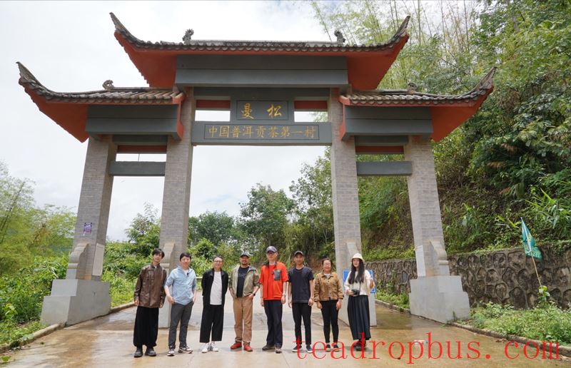 Mengla Tea · Tribute Tea Taste: Follow Influencers on a Tour of Ancient Tea Mountains, Savoring the Flavor of Mengla Tribute Tea-10