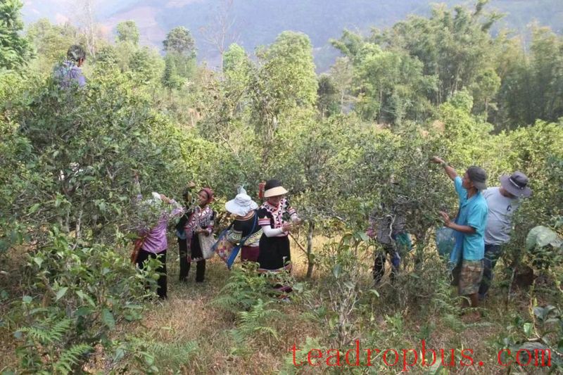 Busy Tea-Picking in Spring in Lancang; Manglang Town's Ancient Tea Trees Fragrant-6