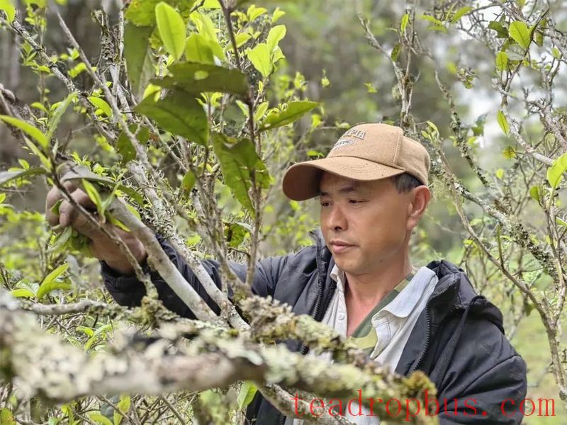 Mengla Yiwu: Spring Tea Aroma Attracts Visitors-3