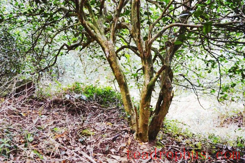 A Brief Discussion on the Wuyi Cultivation Method-2