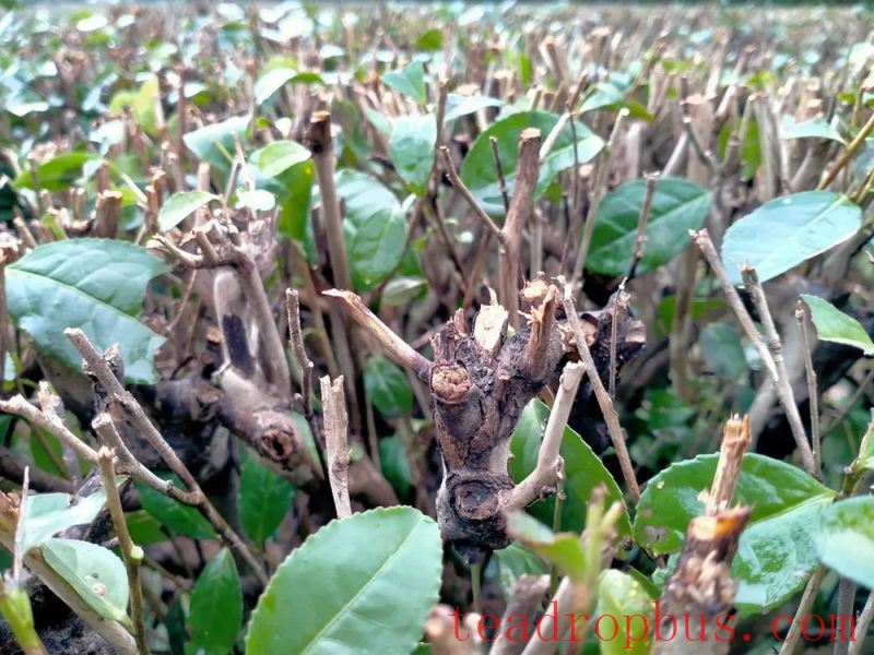 A Few Things About Tea Tree Pruning-3