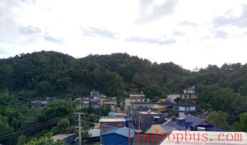 Mengla Tea: The Flavor of Tribute Tea - Yibi, One of the Ancient Six Great Tea Mountains of Pu'er-1