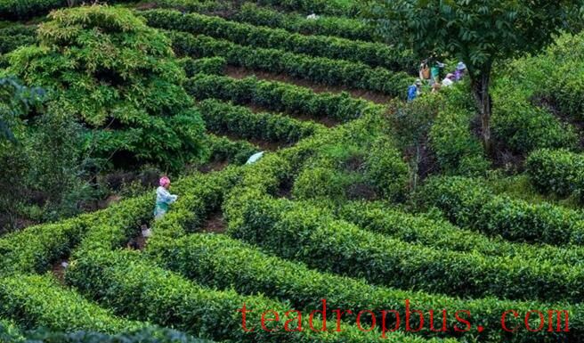 Sweet Mountain Ridges and the Fragrant Jingmai — World Heritage: The Ancient Tea Forest Cultural Landscape of Pu'er Jingmai Mountain-7