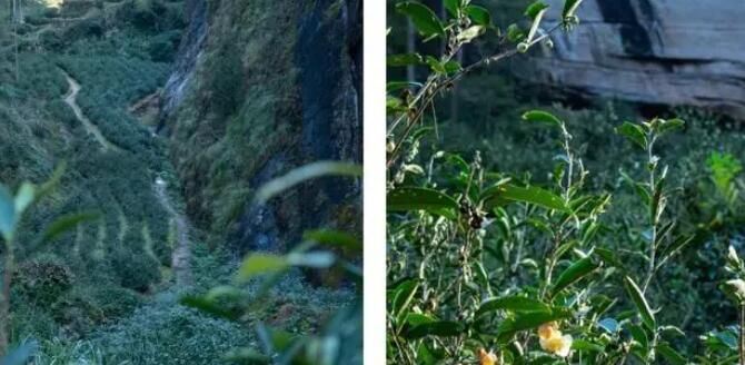 China's Tea and Its Culture XVII: 