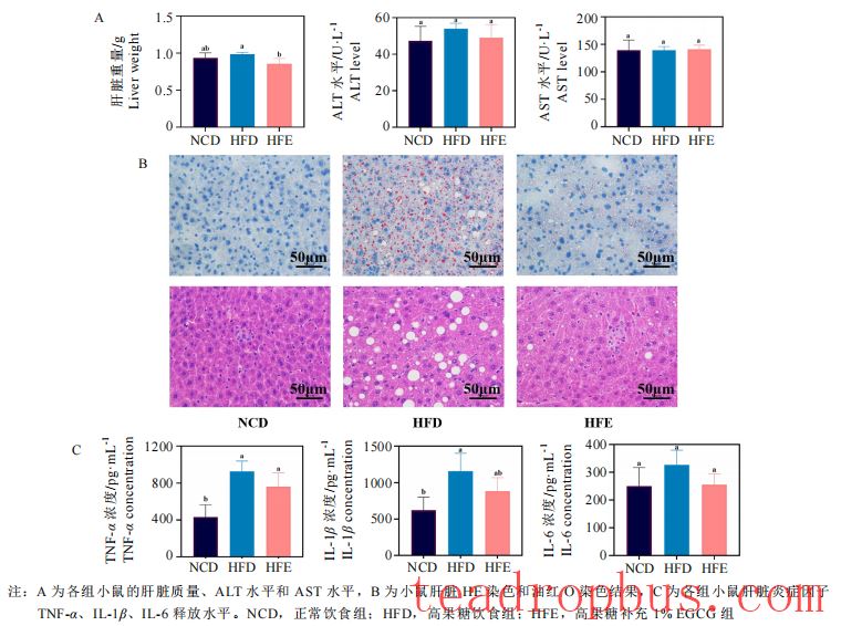 How does EGCG Prevent Metabolic Disorders Induced by a High-Fructose Diet?-2