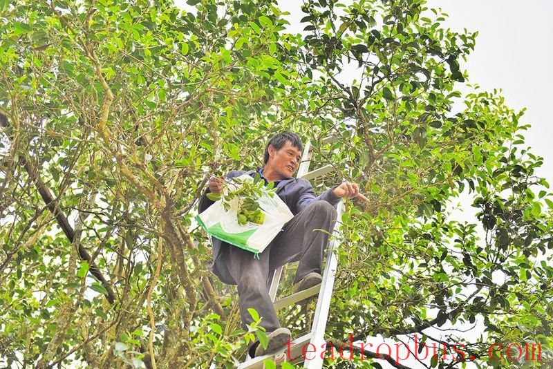 Changning's Heavenly Mountain Scenic Beauty, Pine Forests and Tea Fragrance-12