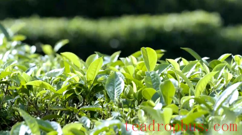 Tea Charm of Malipo Series (Part 1): Malipo Tea – Standing Proud Through Quality and Trust-3