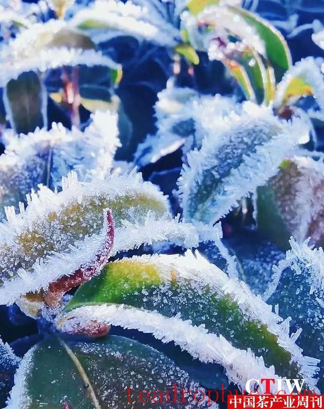 Tengchong Extreme Border Highland Tea Garden: Morning Frost and Verdant Beauty on the Ultimate Frontier-3