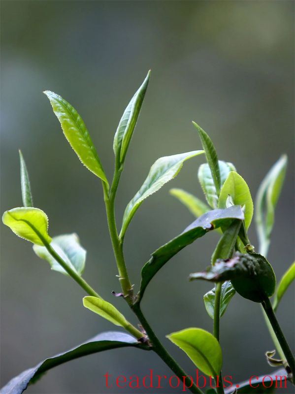 How to Drink Tea for Better Health in Spring? Drinking tea in spring is better than a good prescription.-9
