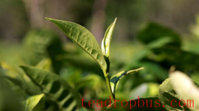 Culinary Delights with Tea: A Gourmet Tour in Pu'er, Yunnan-1