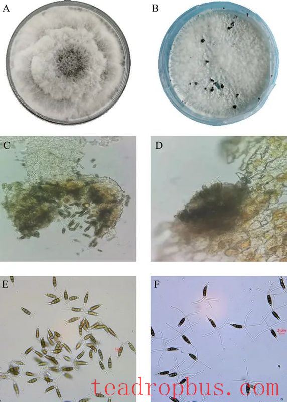 Identification and Control of Tea Grey Blight-2