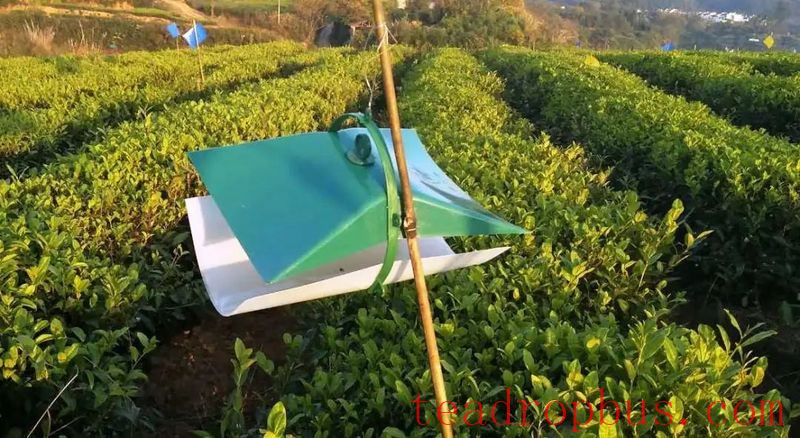 Jiangxi Province's Key Agricultural Technology for 2025: Green Pest Management Techniques for Tea Diseases and Pests-4