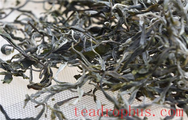 Sun-Drying: All Things Grow with the Sun, Pu'er Transforms with Sunlight-5
