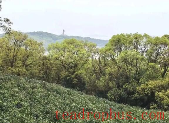 The Characteristics of Zhoushan Tea Gardens-2