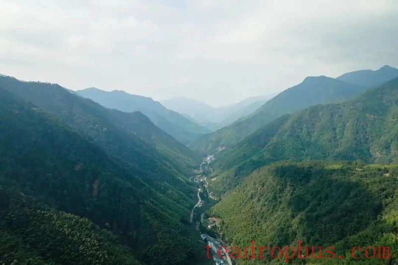A Detailed Look at the Manufacturing Techniques of Zhengshan XiaoZhong, an Intangible Cultural Heritage-2