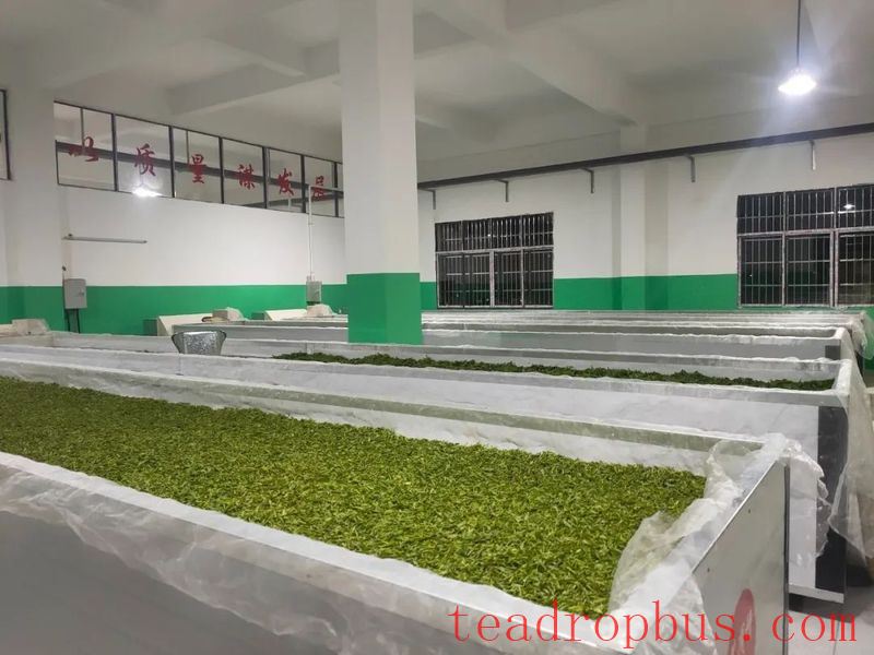 Traditional Chinese Tea-making Skills: Ning Hong Tea-2