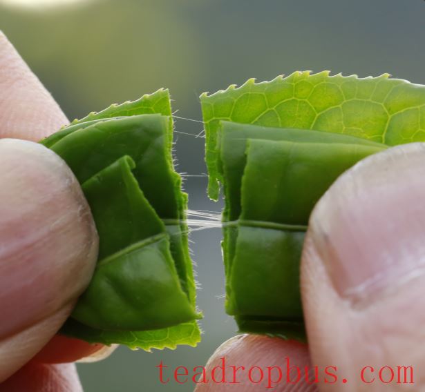 How to Protect Tea Plants from Cold and Freezing Conditions? Tips from the Silk Cotton Tea Industry Alliance-2