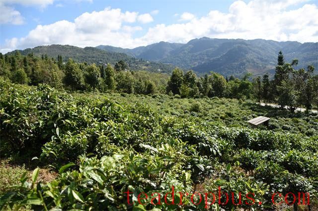 The Four Major Pu'er Tea Production Areas-2