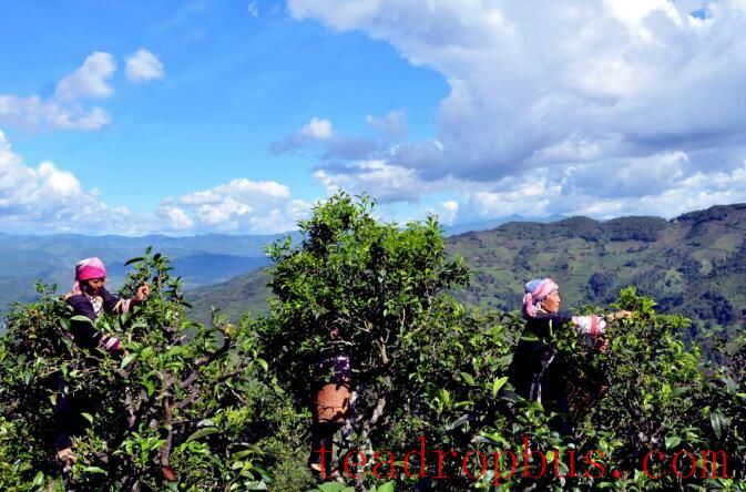 Shuangjiang Mengku: The Homeland of Large-Leaf Tea-4